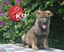 Gama of k-9 Top Training
