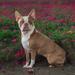 ANGIE'S LITTLE FREYJA THE VIXEN