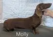  Carousel's Ring Around Molly at WTL MS