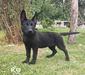 Hazel of k-9 Top Training