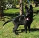Hugo of k-9 Top Training