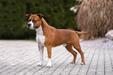 Champion CZ, SK, PL, KAST, KCHMPP, ČMKU, Grand Champion Orty Tipit z Hanky
