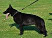 Kiara Davidogs Slovakia