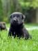 Quinn Davidogs Slovakia
