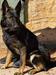  CHARISMA DE CANIS FEROX