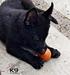 Hagen of k-9 Top Training