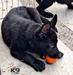H-Lobo of k-9 Top Training