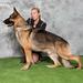 2x US SEL EX BISS Group Placing GCH CAN CH Osor Bow and Arrow of Imperial