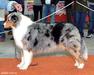 Silver Dream Aussies Wild Rose