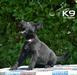 Indiana of k-9 Top Training