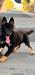 Ilka (Helena) of k-9 Top Training