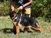 Stella Vardar Wolf