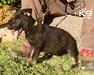 Imara of k-9 Top Training