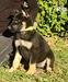 Isabel of k-9 Top Training