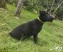 I-Indio of k-9 Top Training