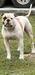 Otis Rexland Williams