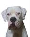 Yakasız 's Fabri of Alpin Dogs