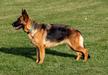 Xena Quantum Couceiro Vom Olde Heritage