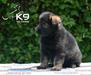 Johana Of k-9 Top Training