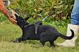 Humo of k-9 Top Training