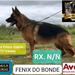 Fenix do Bonde