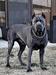 BLUE BREEZ BRONWEN OKROS VELIDAN
