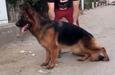 Ctia Vom Royal Kennel