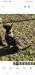 Jazmyn Raven Rajan Shepherds