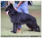 George Euro Breed