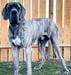 Scoober Danes Ashur, Joy Of PFD