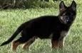Banner Vom Richthofen
