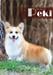 The Lianmeng Peki