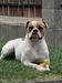 Rsd Bulls Maisy