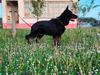 Goldi von Alexes Hund