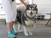 Looney Tunes Malamute Sanctuaru
