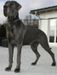 Balou Vom Hause Schleicher