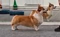 Divine Paws Yunalnt Sen Loran