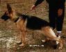 V (AUS) Schaeferhund Vesta