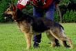 Elvis Shadow van Hildernisse
