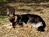 Pebbles van Hildernisse