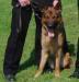 CARLITHOS ARKLE (Police Dog)