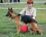 1V,CACIB, champion of Russia, junior champion of Russia Santlauris Unita