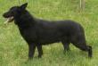  Stroud Haus' Blck Jack