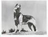  Rin-Tin-Tin IV