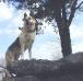 Rin Tin Tins Oooh-Ahhh