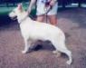 Rin Tin Tins Savannah