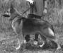 Rin Tin Tins Bubba