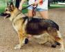 Rin Tin Tins Nannette