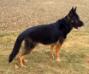 Maximus Von Ryanhaus