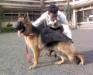 Swapnil's Bosko
